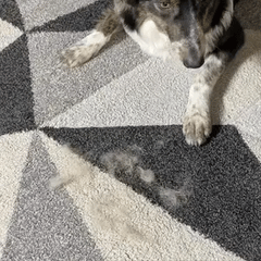 PawLuv™ Magic brush